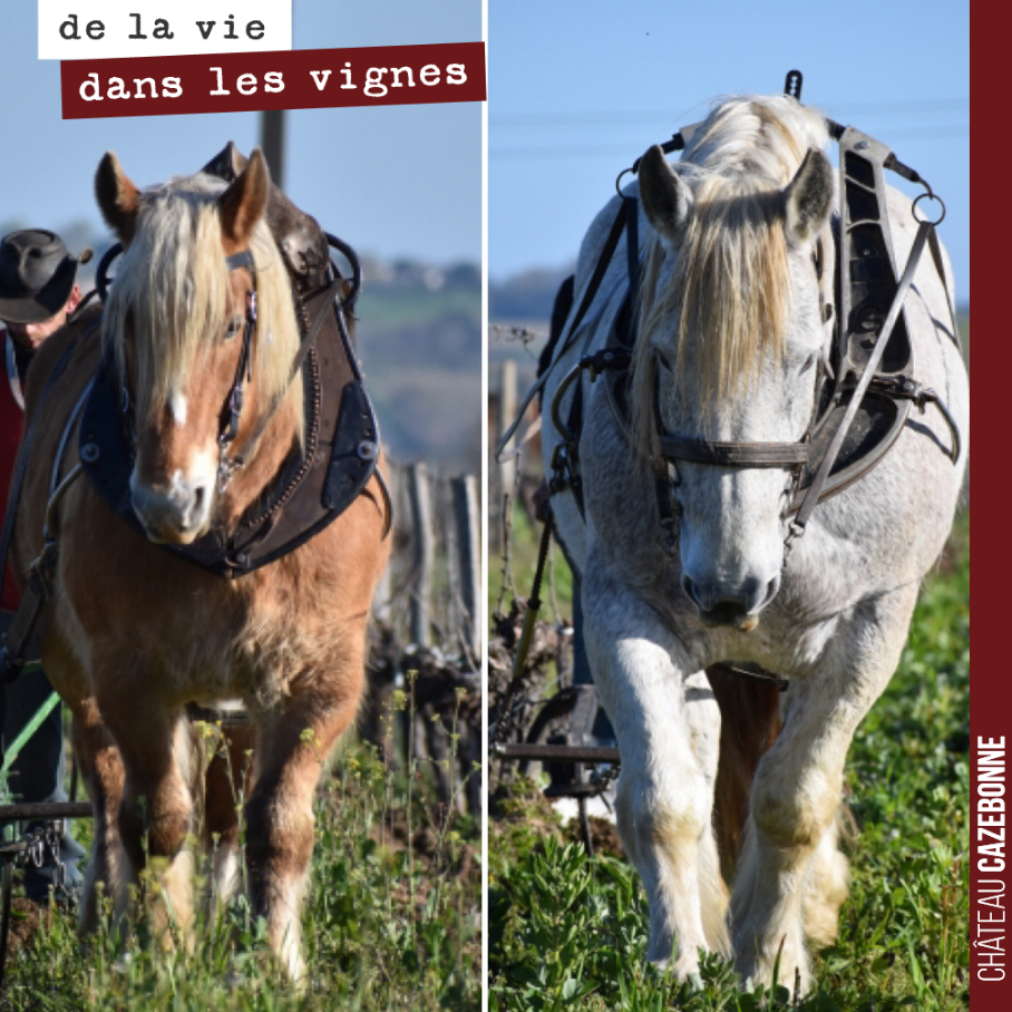 Les deux chevaux de Charles ont fini leur travail dans nos vignes pour cette année.
A moins qu’on les fasse intervenir sur notre plantation de cépages oubliés un peu plus tard. On va voir. Il faut...