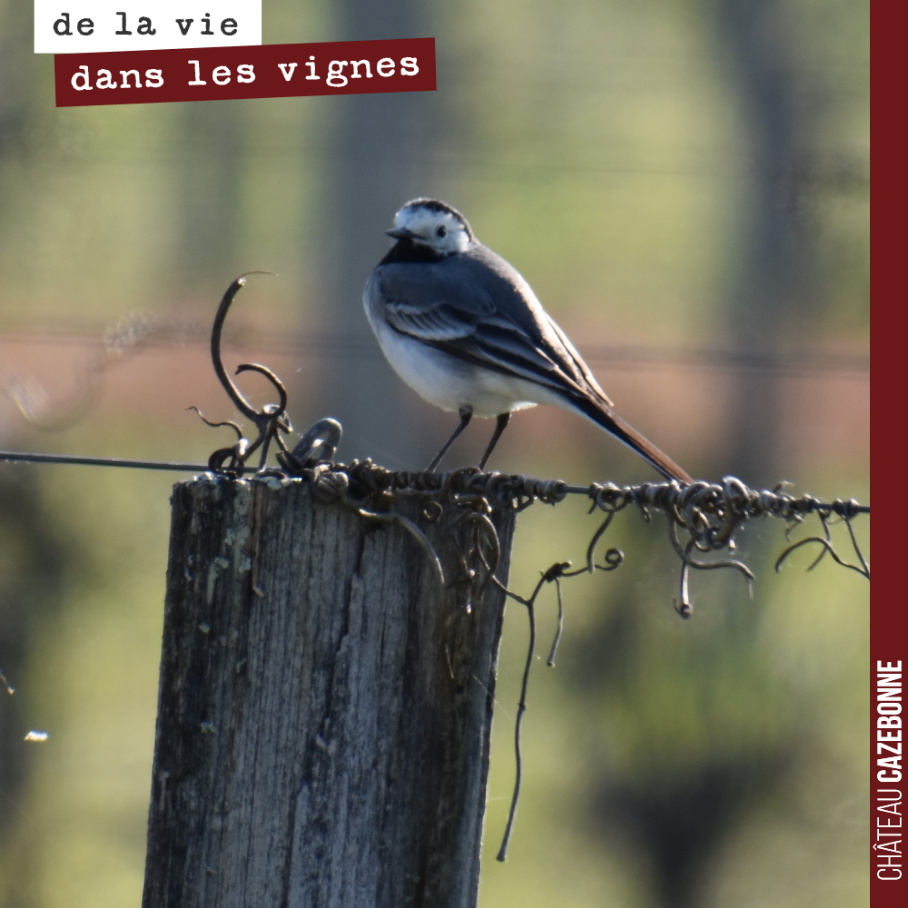 Une jolie bergeronnette nous regarde travailler. Les oiseaux se font plus nombreux, dans nos vignes, cette année. Certainement le signe que leur alimentation y devient plus abondante.