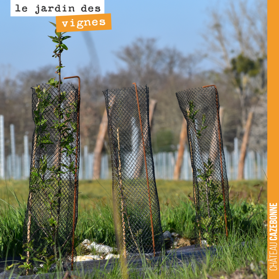 La haie que nous avons plantée à l’automne sur notre parcelle de Cazebonne pousse doucement mais sûrement. Un futur havre de paix en perspective pour nos amis les oiseaux !