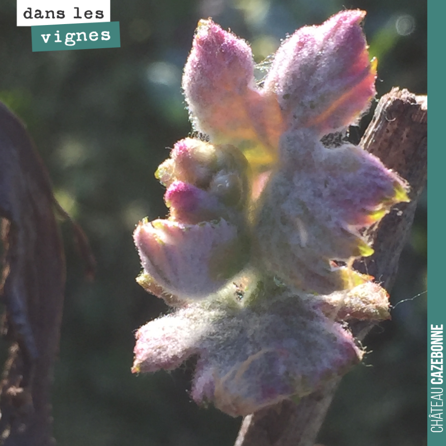 Le soleil est de sortie toute la semaine. La vigne en profite et les bourgeons continuent à pousser. Les feuilles commencent à bien se dessiner.