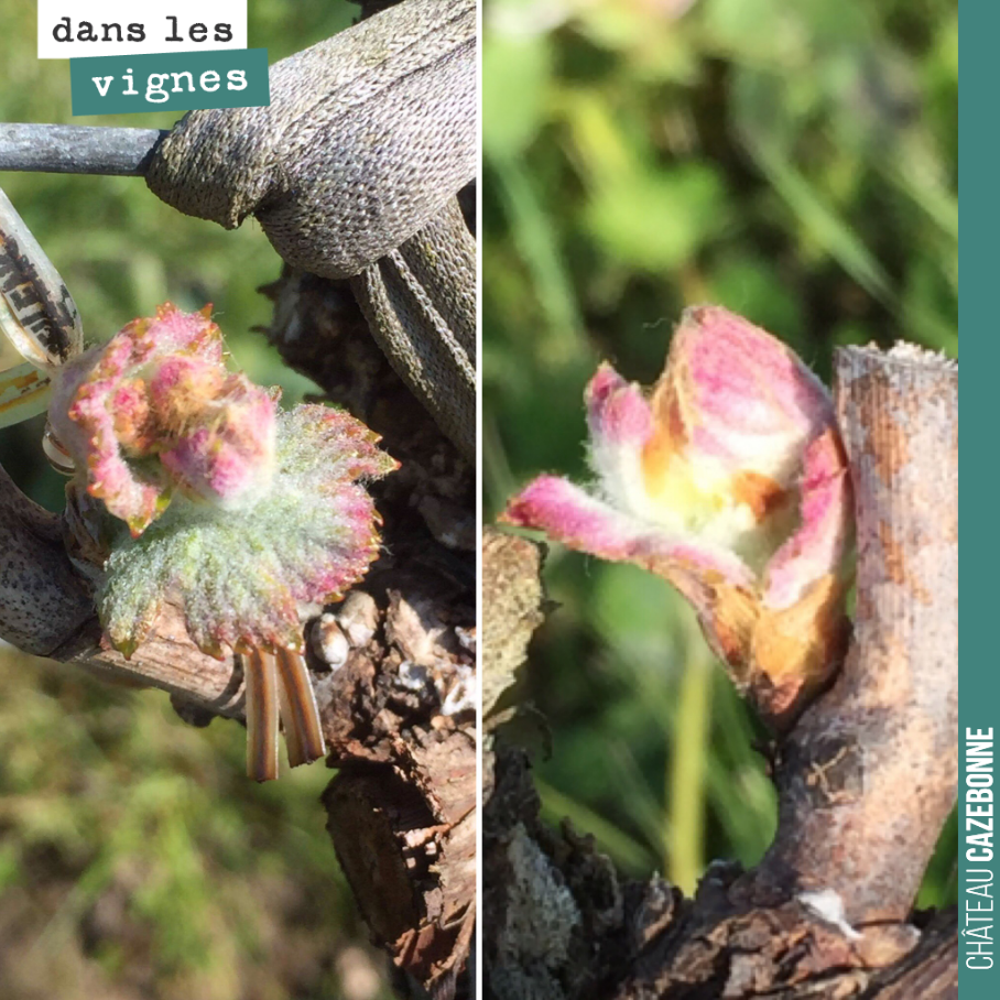 Les bourgeons continuent à pousser.
On est passé hier matin dans l’entre-deux-mers. Sur certaines parcelles, la vigne était bien en avance par rapport à chez nous. Cela s’explique certainement par...