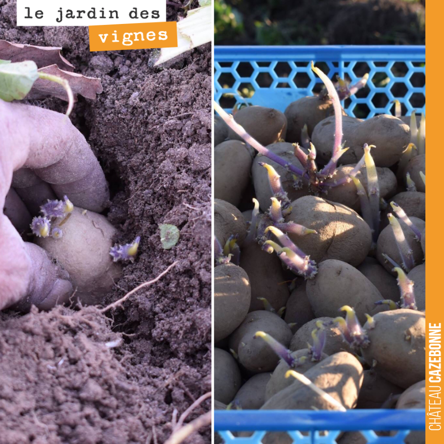 Au Jardin des vignes, Francis a commencé hier la plantation des pommes de terre. De délicieuses pommes de terre Bio qui vont pousser à même nos rangs de vigne.