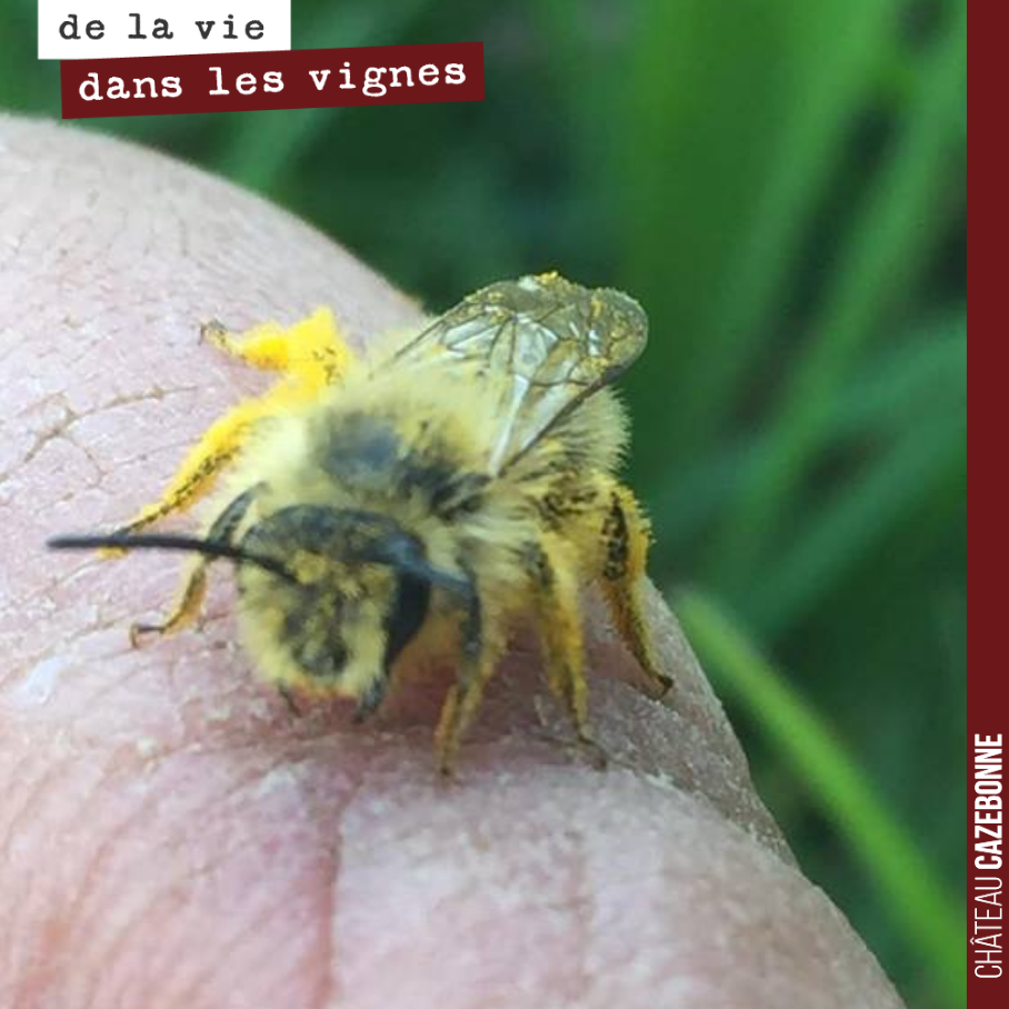 Ce petite abeille est tellement gorgée de pollen, qu’elle n’arrive plus à s’envoler. La gourmande !