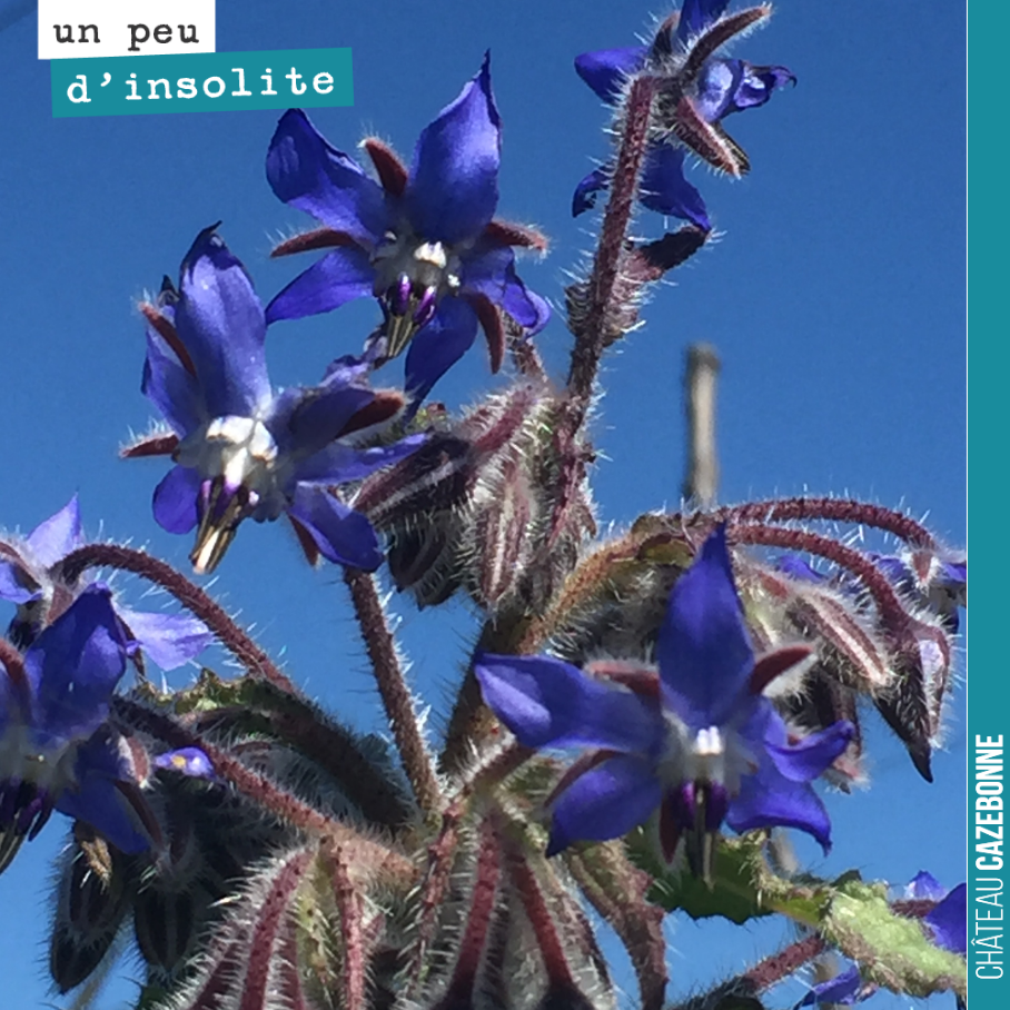 Quel bonheur de retrouver de la bourrache dans les vignes. C’est un reste de nos semis mellifères de l’année dernière.
Magnifique fleur de bourrache !