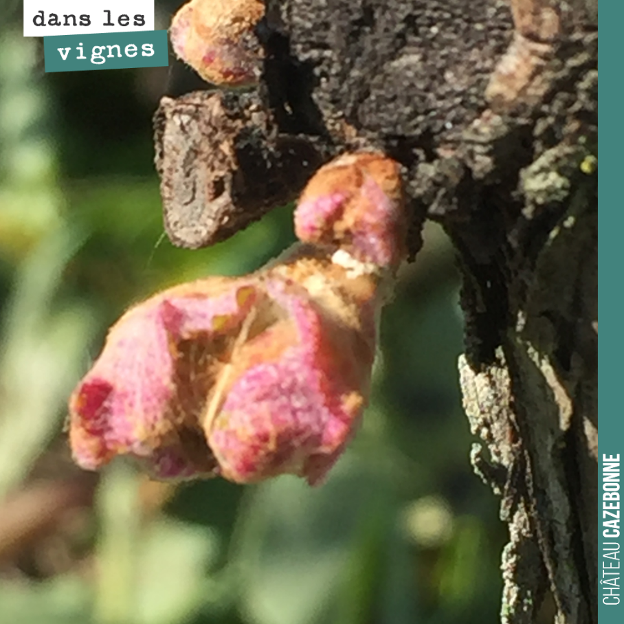 Silence, ça pousse.
Cette année, à cause de la grêle de l’année dernière, on a beaucoup taillé à cot. C’est à dire que l’on a laissé les bourgeons, sur le bout de sarment, très proches du cep.
Cel...