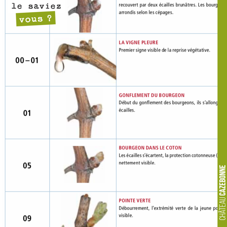 Le saviez vous ?
Tous les stades d’avancement de la vigne sont classifiés et numérotés sur une échelle (qui va jusqu’au stade 97). Nous en sommes aujourd’hui au stade n5, celui du bourgeon cotonneu...