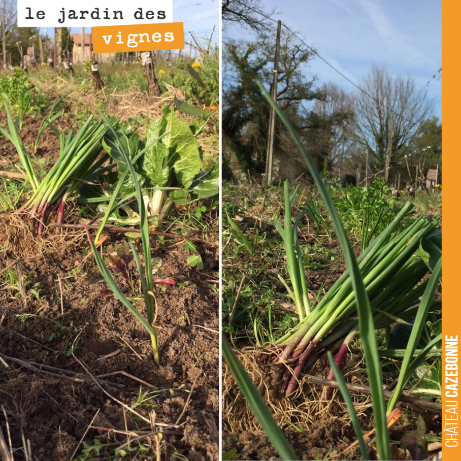 On retrouve dans les rangs de vignes de jeunes pousses d’oignons rouges, vestige de la première saison de jardinage. On les repique parmi les blettes et le persil. On retrouve aussi de l’oseille et...
