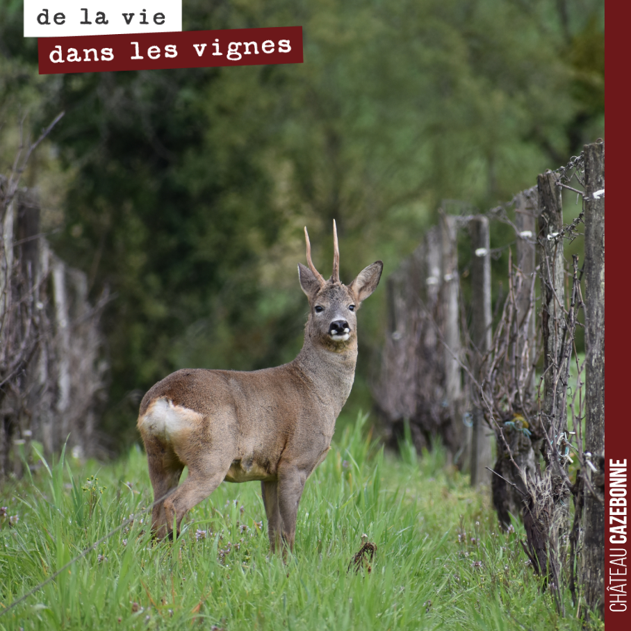 Le chevreuil était allongé dans l'herbe, le temps de sortir l’appareil il s’est enfui. Mais le chevreuil a un vilain défaut : il est curieux et on le sait. Il suffisait donc d’attendre qu'il se ret...