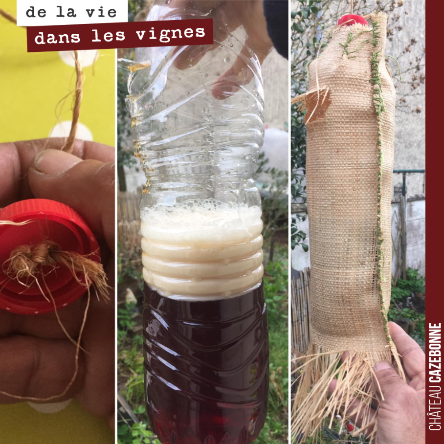Francis est l’artisan du Jardin des vignes, l’animateur de la Gazette des jardins Bio et tractoriste au Château Cazebonne, entre autres.
Il nous a fabriqué des pièges à frelons asiatiques qu’il va ...