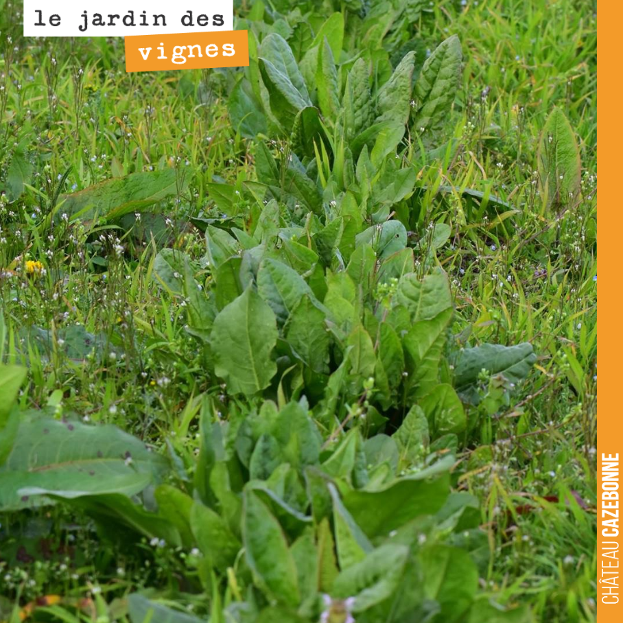 Dans le jardin des vignes, l’oseille de l’année dernière repousse. Elle s’annonce délicieuse cette oseille, si l’on se fie à sa couleur.
