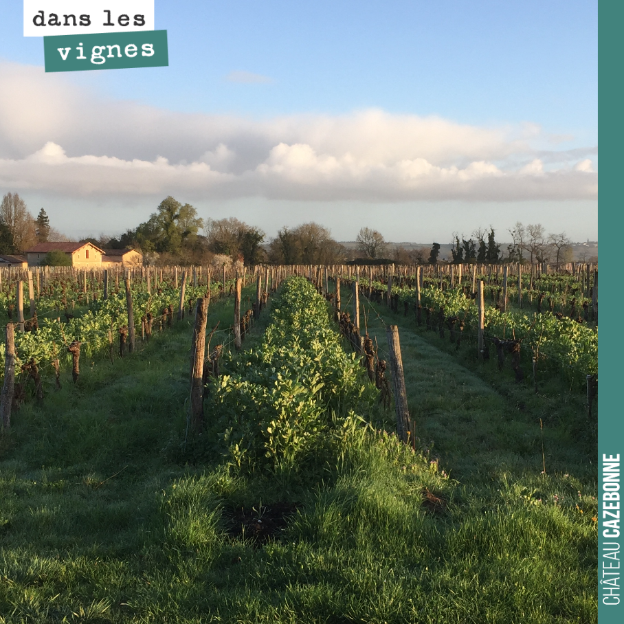 L’herbe est bien verte à Cazebonne en cette saison. Loin d’être une concurrence à ce stade pour la vigne, les couverts apportent l’azote et le carbone qui serviront la croissance de la vigne tout a...