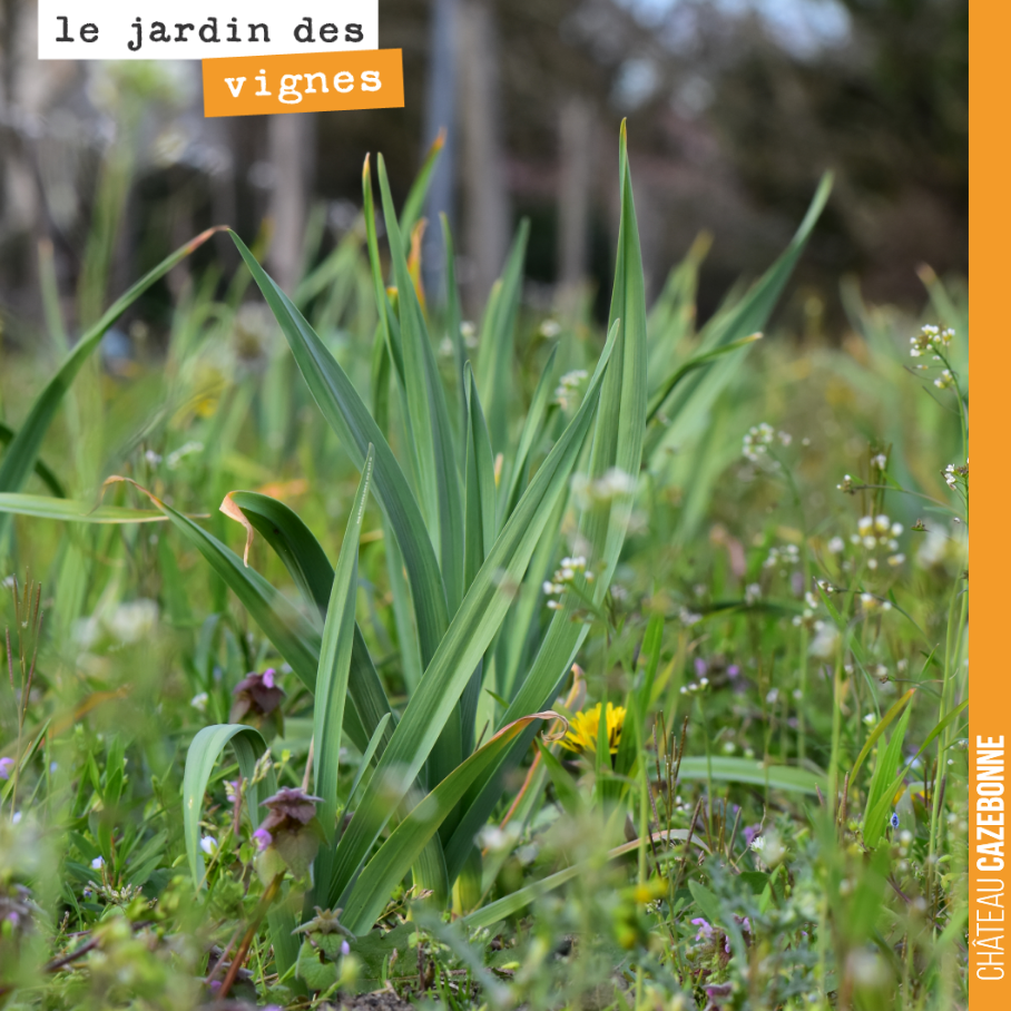 L’ail pousse tranquillement au milieu des fleurs printanières du jardin des vignes. La poésie cohabite ici avec l’agriculture.