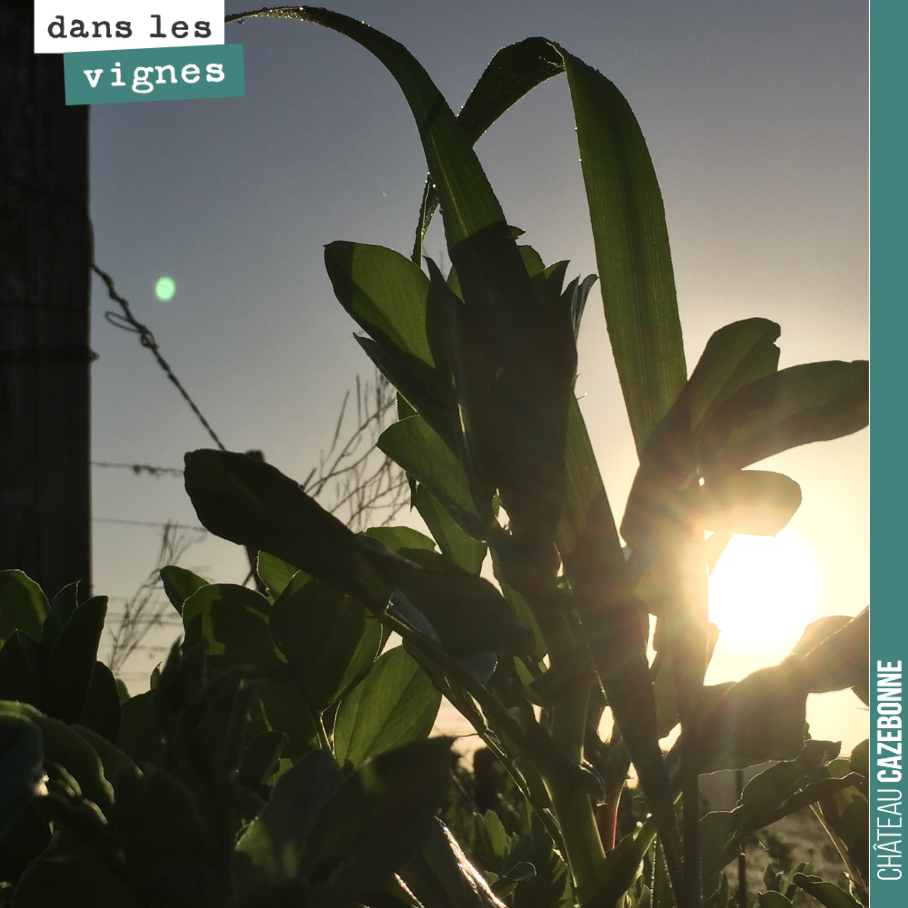 Le soleil se lève et perce à travers les blés et fèveroles de nos derniers couverts végétaux.
Bonne journée !