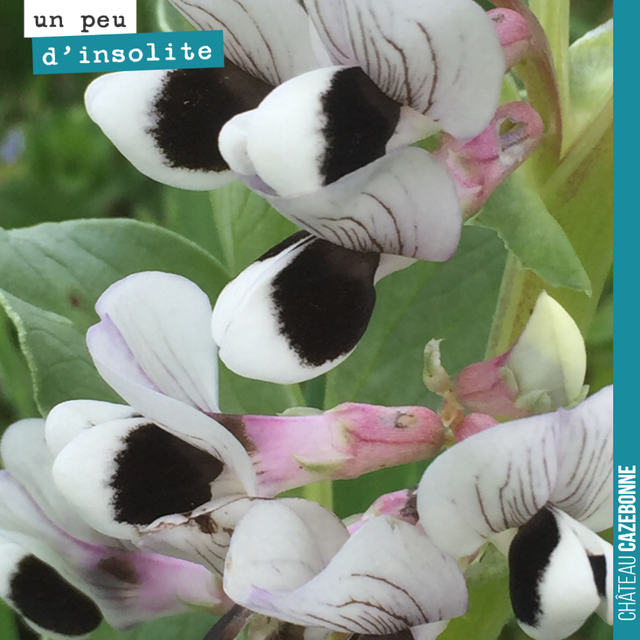On ne se lasse pas des fleurs de fèveroles, merveilles de la nature.