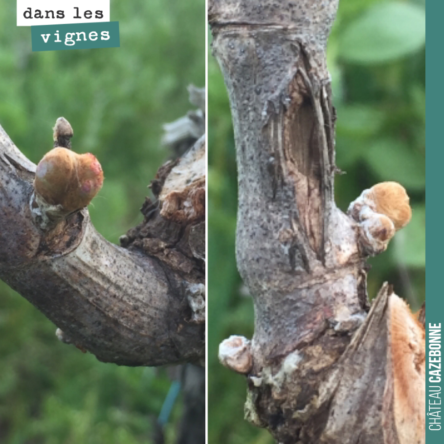Les bourgeons continuent à pousser, mais heureusement les températures plus basses ralentissent la sortie.
On n’est pas pressé. On craint les gelées du mois d’avril.