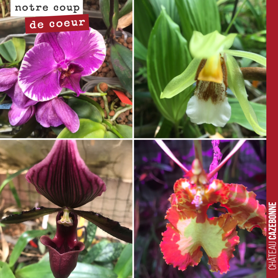Aller à la rencontre d’un collectionneur d’orchidées et découvrir chez lui plus de 300 espèces d’orchidées tropicales.
Incroyable ce que la passion permet de réaliser !