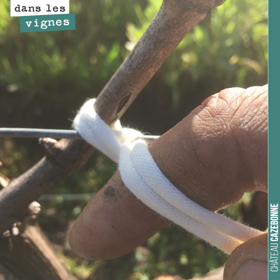 Cette opération s’appelle le calage. Il s’agit d’attacher le sarment au fil afin de caler le cep et qu’il reste bien dans le rang. Cela permettra d’éviter d’endommager le cep lors des passages méca...