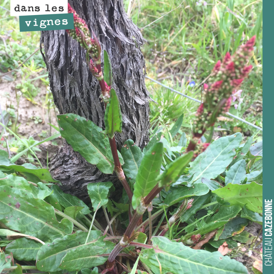 Cette plante est du rumex. Il ne faut surtout pas la laisser monter en graine, car il est souvent difficile de s’en débarrasser surtout quand elle a pris racine juste à côté d’un cep et est souvent...