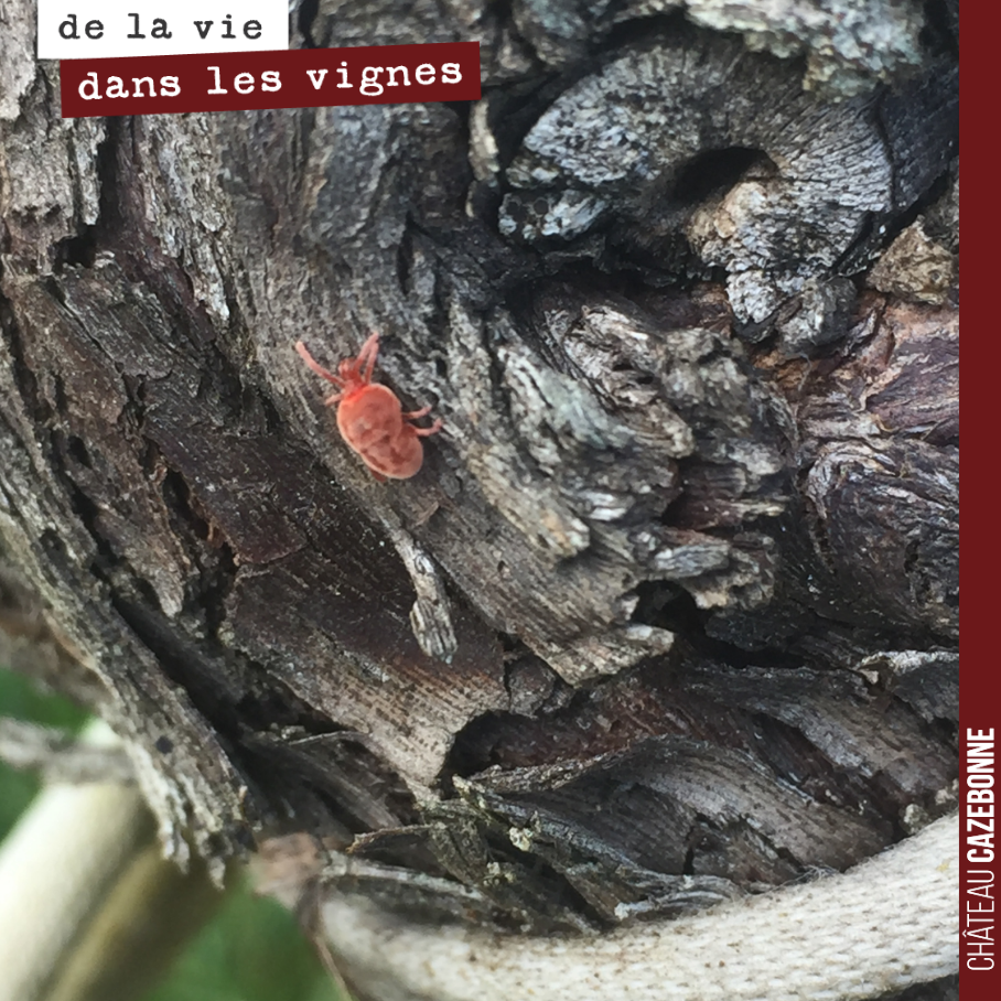 Petit acarien rouge ou araignée rouge retrouvé dans nos vignes. La vie reprend dans nos vignes et c’est toujours un bonheur d’observer cette diversité qui se développe, tous les jours.
Ces acariens...