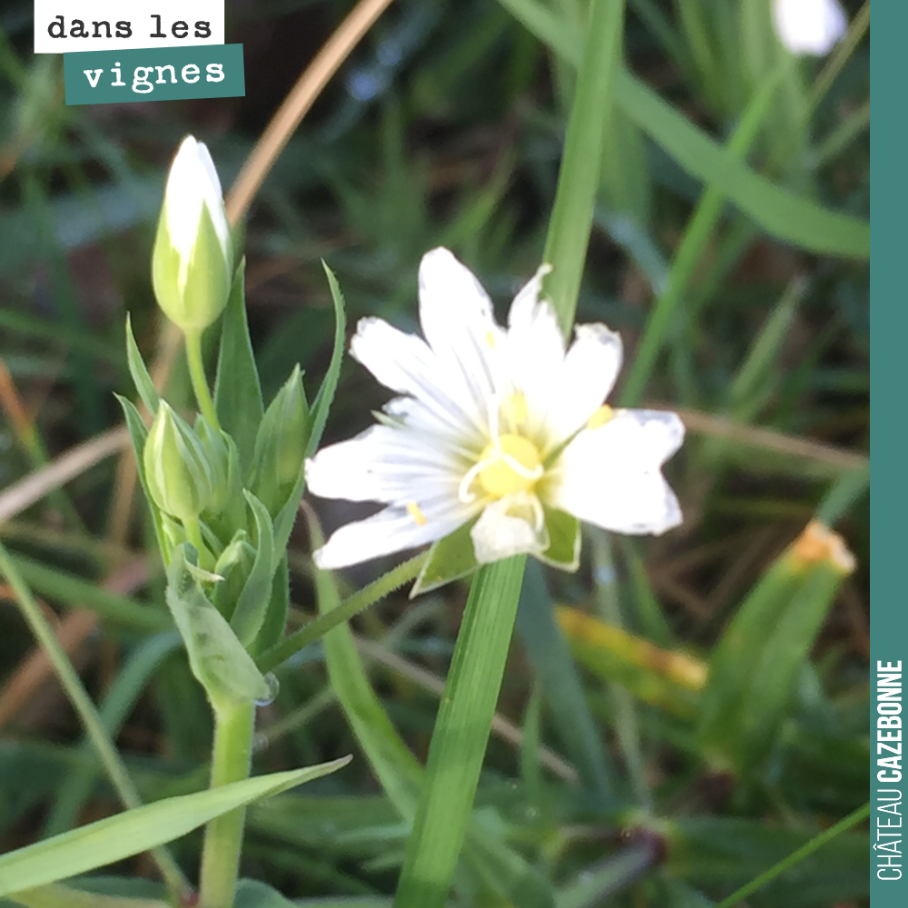Cette plante, retrouvée dans nos vignes, est une ornithogale ou étoile de Bethléem, du fait de ses fleurs en forme d’étoile à 6 branches, référence biblique à la naissance de Jesus.