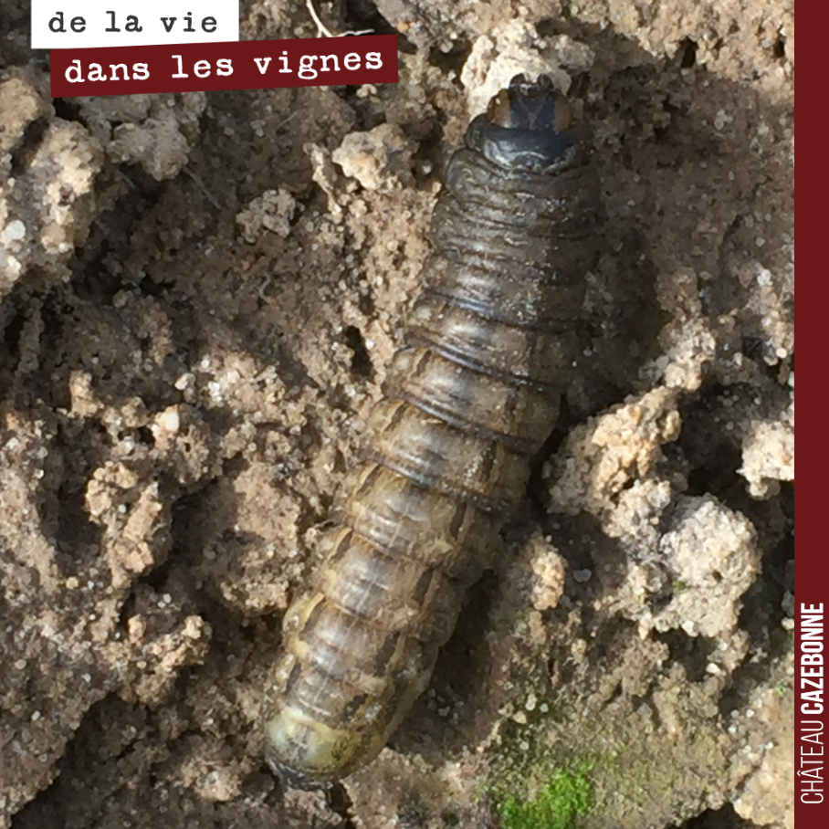 Cette chenille est une noctuelle. Elle peut mesurer jusqu’à 5 centimètres.
On l’a découverte dans un rang de vignes. Il en existe plus de 750 espèces en France. Elles se cachent généralement dans ...