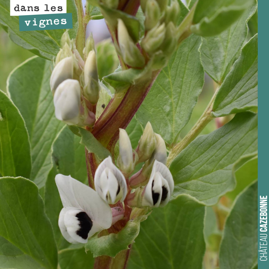 Sublimes fleurs de fèveroles. C’est le stade auquel il faudrait les rouler, mais on va attendre encore un peu, pour permettre aux blés de pousser.