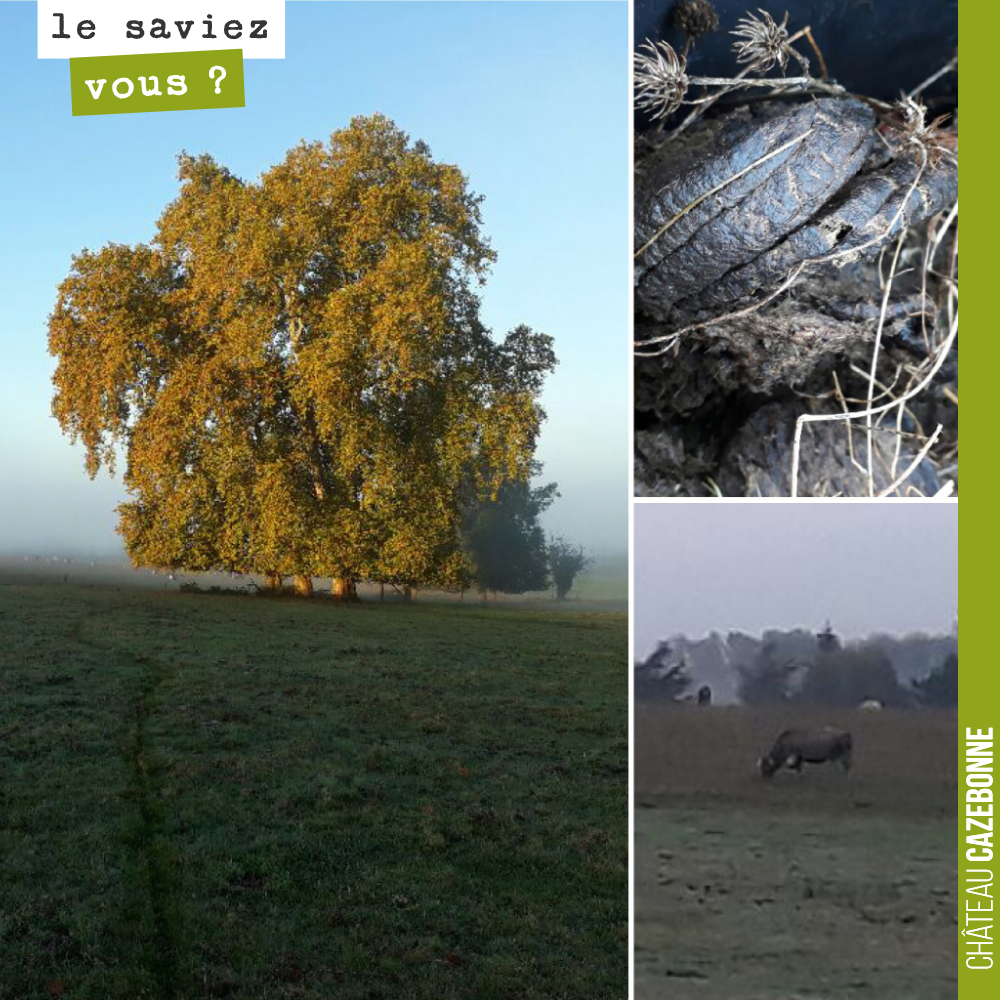 Ramassage de bouses de vache bazadaise chez l’eleveur Serge Chiappa, ce matin.
Par un magnifique temps d’automne.
Ces bouses vint servir à l’élaboration des préparations de la biodynamie : la bou...