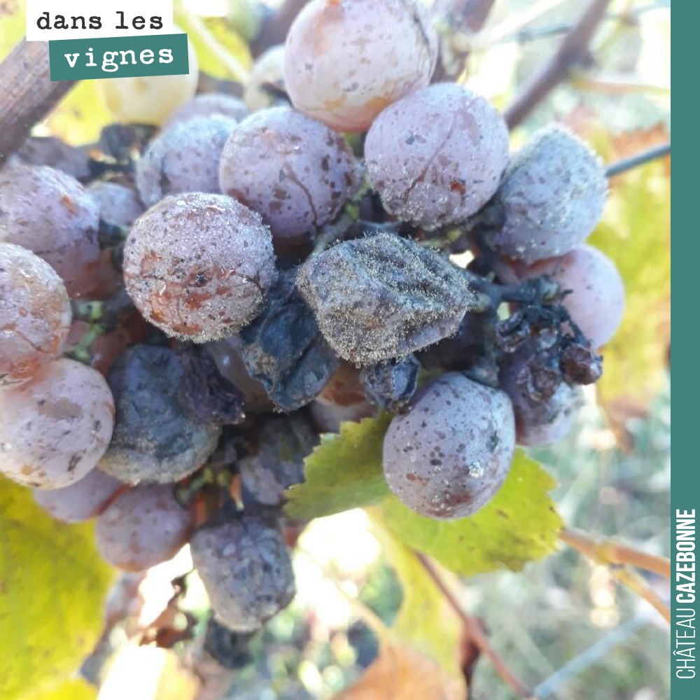 Vendanges à Mounissens, chez David et Agnes.
La vendange est en quantité faible, mais les semillon sont superbes, bien marqués par le botrytis.