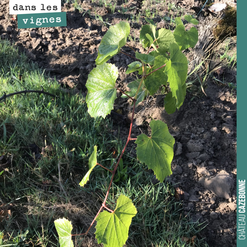 Cet pampre a été oubliée dans les vignes lors de l’épamprage. Il s’agit d’une pousse issue du porte-greffe, une variété de vigne américaine résistante au phylloxera.