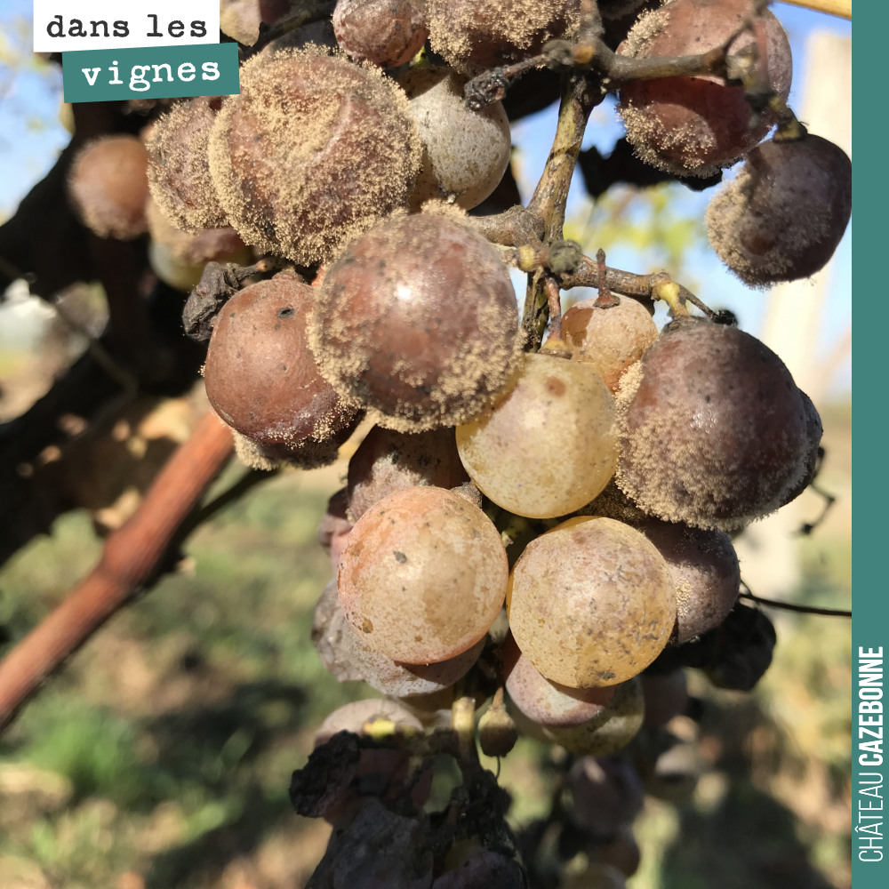 Botrytis ou pourriture grise ?
Difficile equilibre. Le premier peut donner de sublimes liquoreux. Il se nourrrit de l’eau dans les raisins et concentre ainsi les baies en sucres et en arôme.
La d...