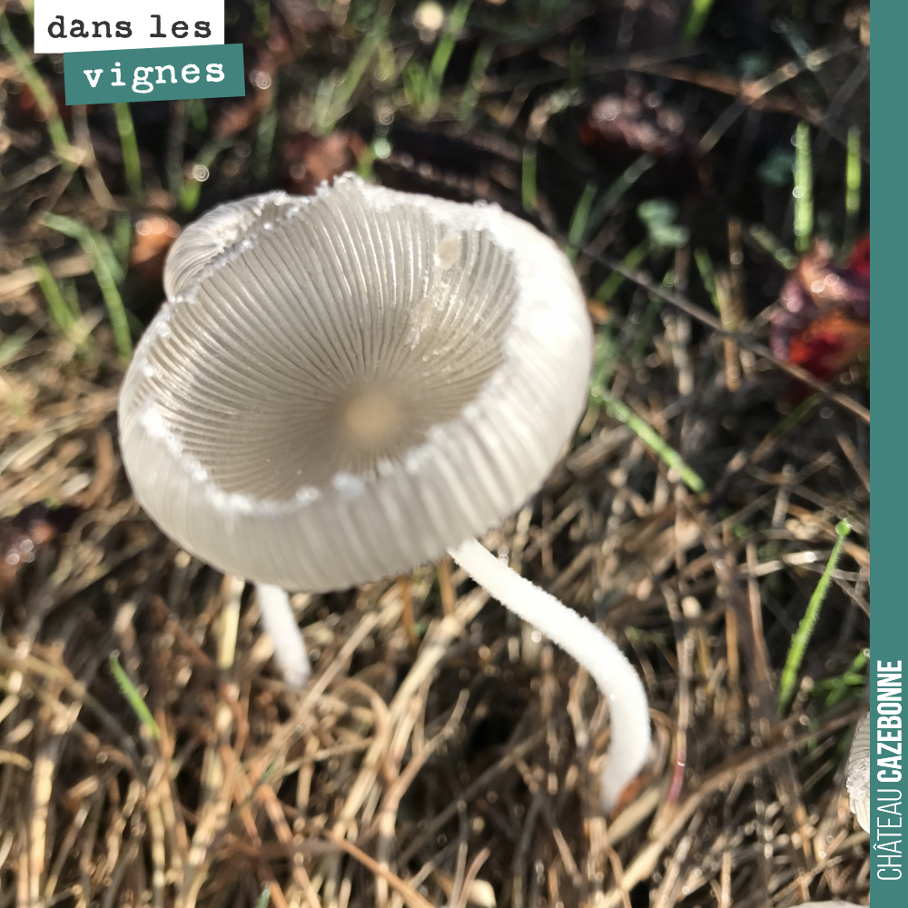 Beauté de la nature.
Magnifique champignon, découvert en se baladant dans nos vignes.
Quelqu’un connaît son nom ?