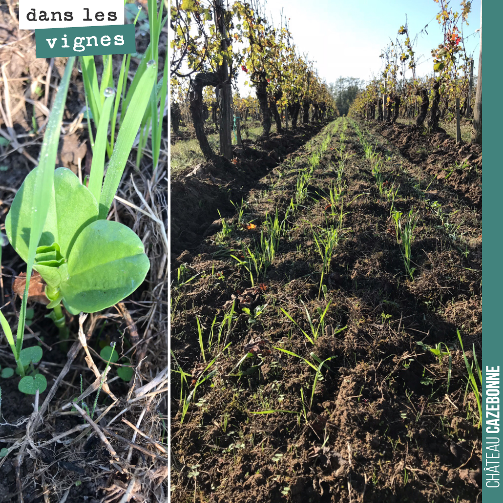 Nos engrais verts ont magnifiquement levés cette année. A gauche, la pousse d’une féverole, qui aura pour mission d’apporter de la précieuse azote dans les sols pour aider la vigne à redémarrer au ...