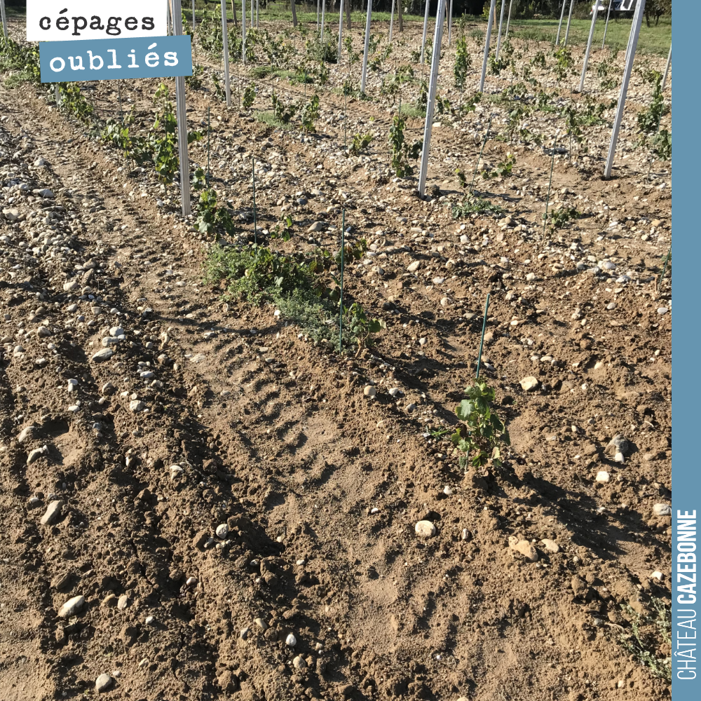Les terroirs, c’est quelque chose de magique.
Ici, sur cette plantation de Petit Verdot en bas de notre parcelle de Darche, on voit que la proportion de Graves augmente sensiblement au fur et à me...