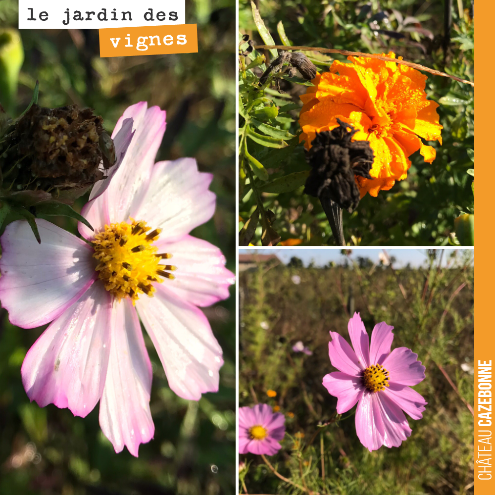 Dernières fleurs au jardin des vignes, avant que l’hiver reprenne ses droits...