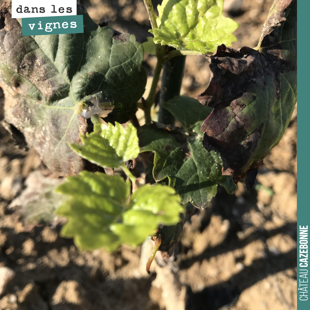 Le temps est complètement fou !
Sur nos jeunes plantes, avec ces chaleurs, des pousses sont reparties. Comme pour un printemps...