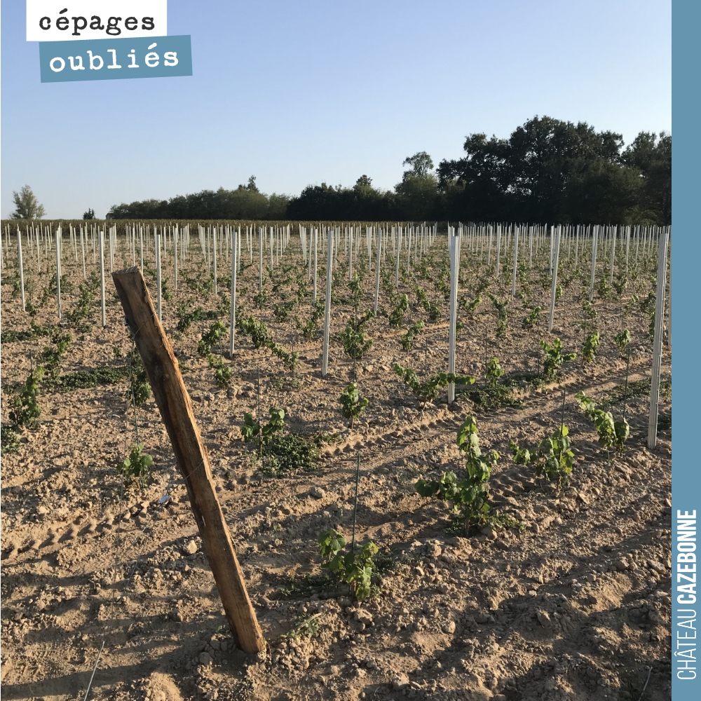 Notre parcelle de cépages oubliés à Couet qui va maintenant sagement passer l’hiver, pour repartir de plus belle au printemps.
La plantation a été reussie. La vigne a faut ses premières racines. I...