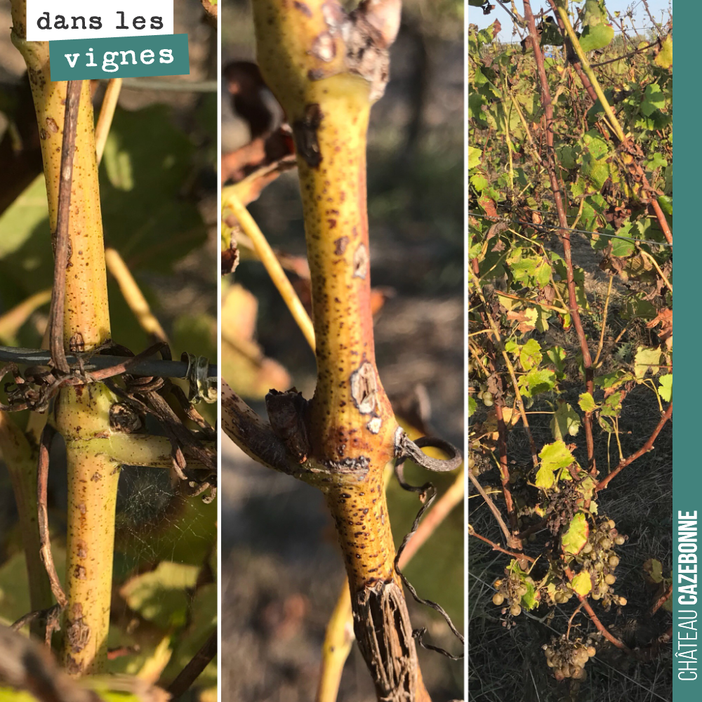 Conséquence directe de la grêle, les bois ont beaucoup de mal à aouter.
C’est dommageable car la vigne a besoin d’accumuler des réserves avant l’hiver pour mieux repartir au printemps.
On devra t...