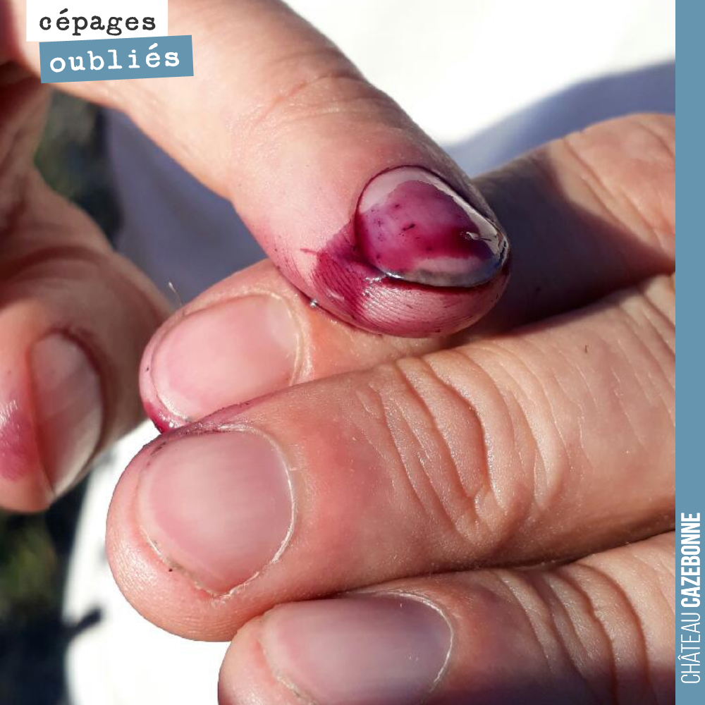 On est passé hier après midi goûter les raisins dans les vignes de Loic Pasquet. Les baies sont déjà très sucrées, bien concentrées et les peaux dégagent déjà beaucoup de couleur.
