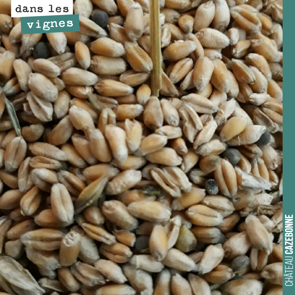 On a reçu ce jour des variétés de céréales anciennes pour semer sur nos parcelles en jachère : barbu de la Réole, blé rouge de Bordeaux, ...
La récolte sera pour un ami boulanger, la paille pour r...