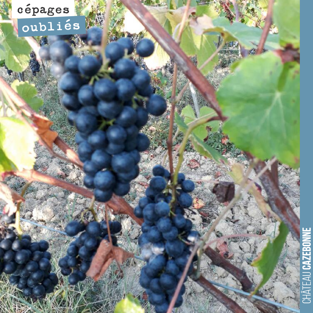 On continue notre balade dans le vignoble pour aller goûter les cépages oubliés de Bordeaux, plantés par quelques passionnés.
On déguste ici le Mancin chez David Barrault (Tire Pé).
Des raisins q...