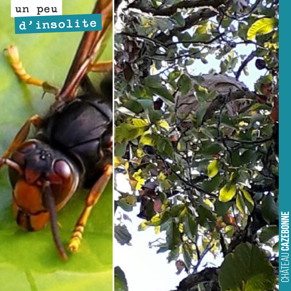 Notre ami apiculteur est passé hier matin et nous a débarrassé du nid de frelons asiatiques dans le noyer.
Les frelons asiatiques sont un fléau pour les abeilles et ne pas hésiter à appeller un ap...