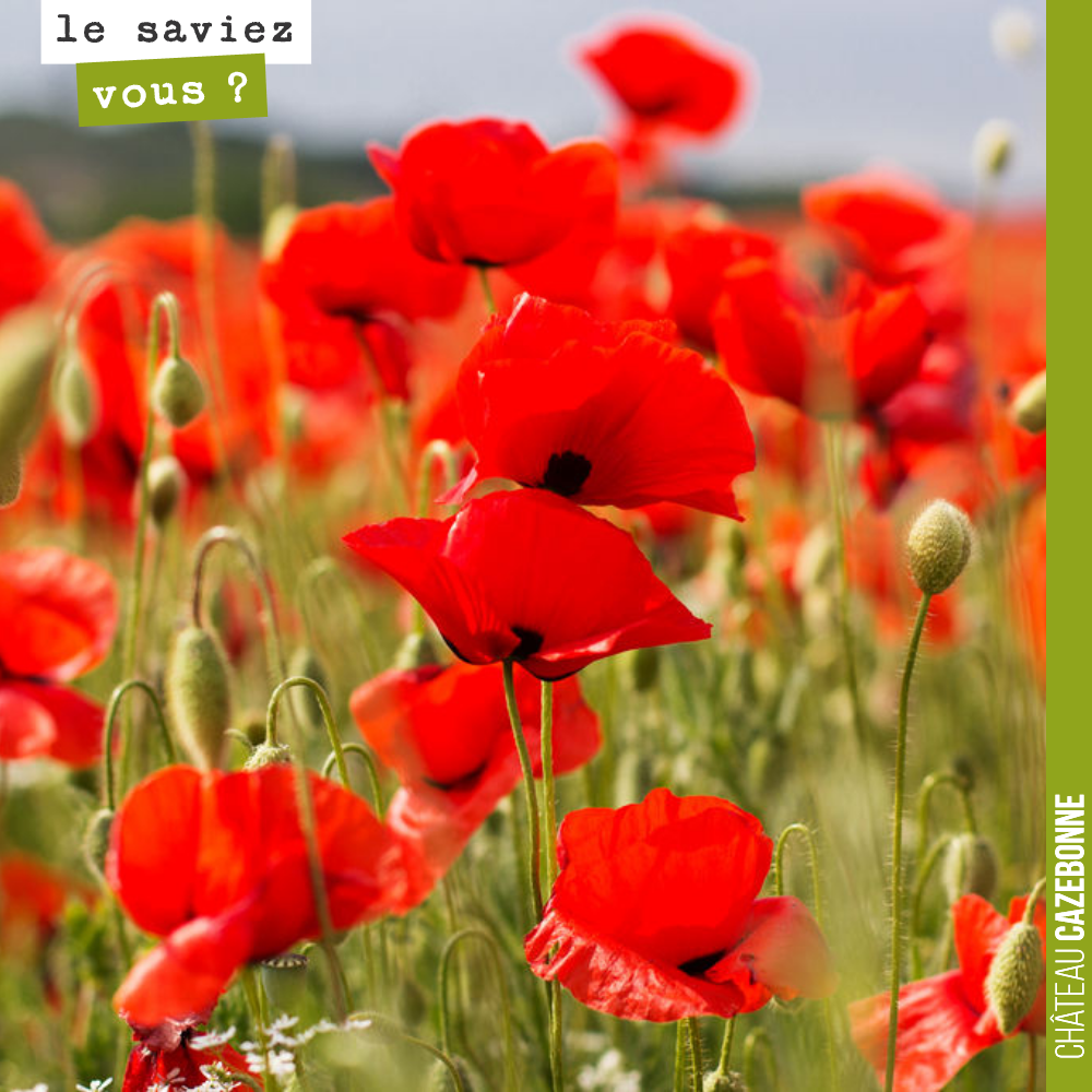 Médiatisée par Charlie Hebdo, l’association ‘Nous voulons des coquelicots’ milite pour l’interdiction de tous les pesticides, notamment des herbicides à l’origine de la disparition des coquelicots ...