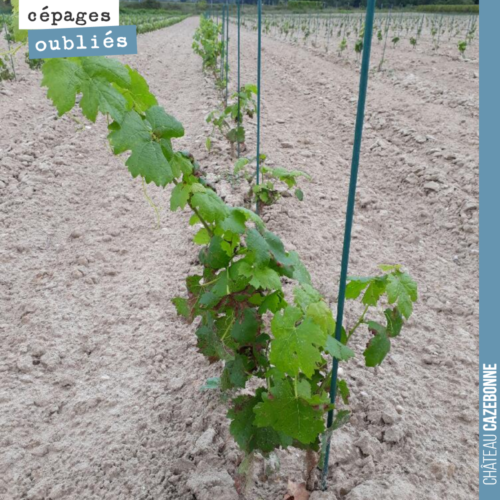 La majorité des plants que nous avons mis en terre, cette année, l’ont été avec des pots.
Nous avons utilisé des plants racinés sur la Carménère et le Petit Verdot.
Les racinés se sont beaucoup p...