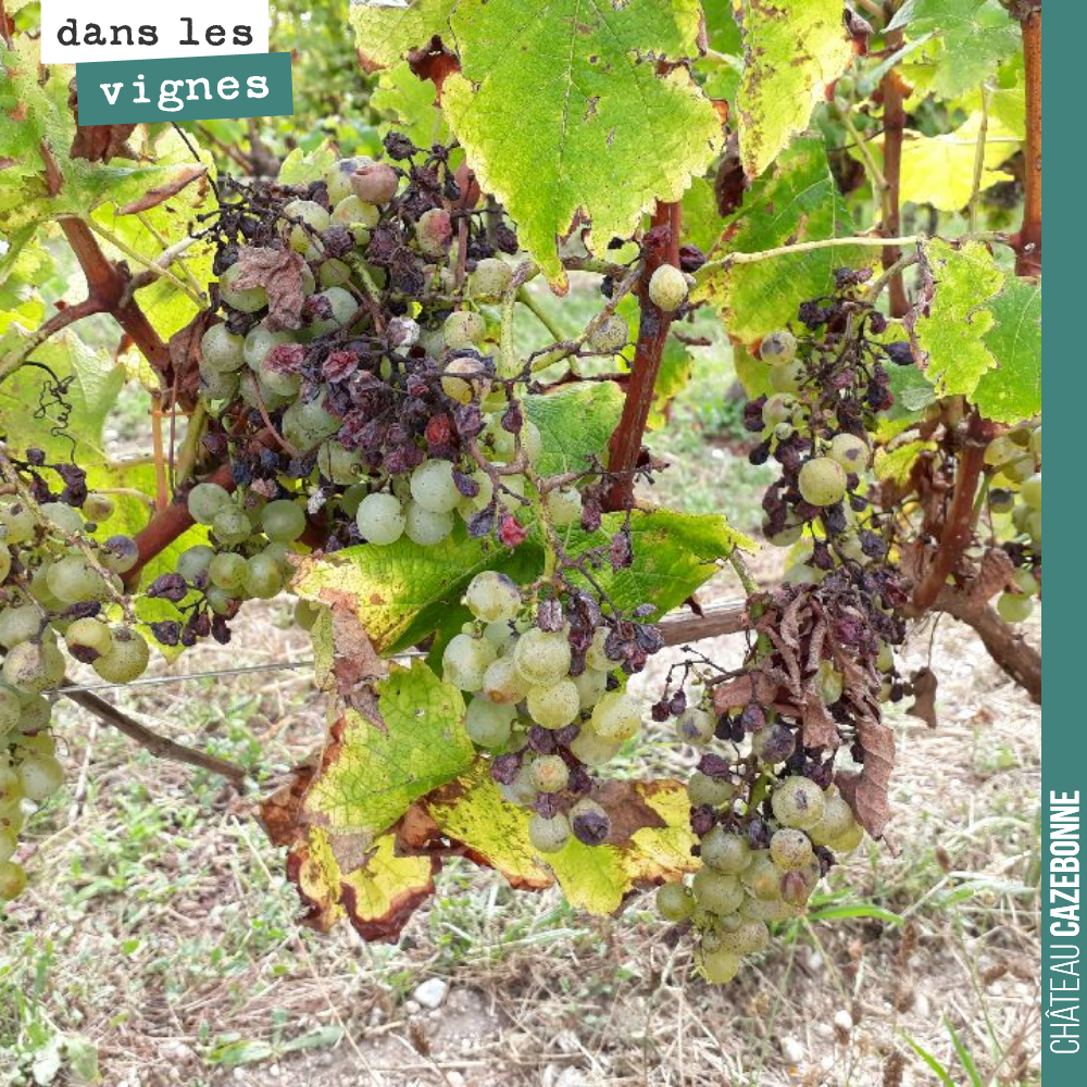 Voici l’état des quelques grappes de sémillon qui nous restent à cause de la grêle.
Sur la même grappe, quelques grains sont mûrs, d’autres complètement verts...
On va attendre 15 jours pour voir...