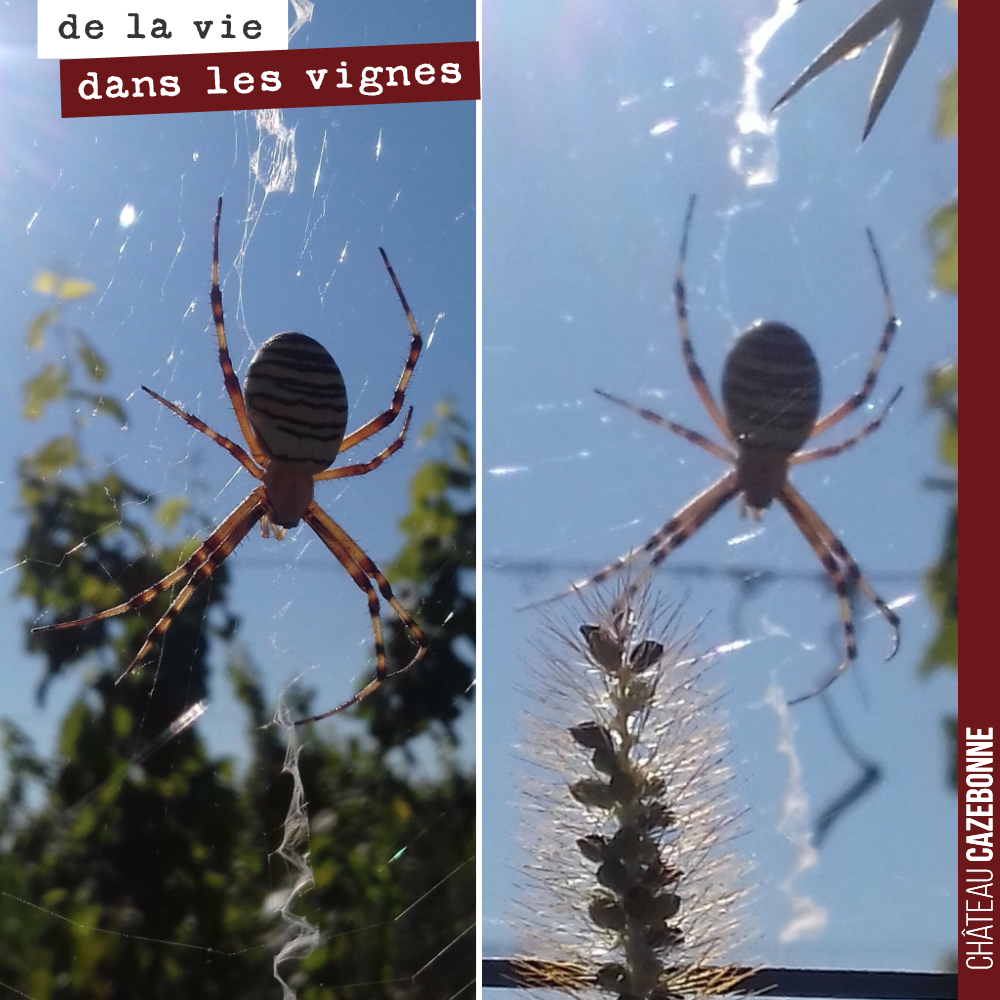 Les argiopes frelon, de superbes araignées photographiées dans nos vignes par Francis.
Un signe de vie dans nos vignes en biodynamie.