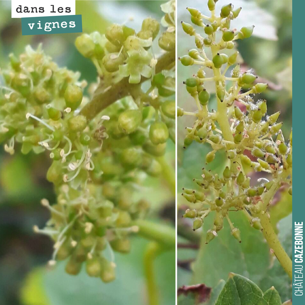Jolis inflorescences, même si c’est quand même suprenant cette réaction de la vigne à la mi-août.