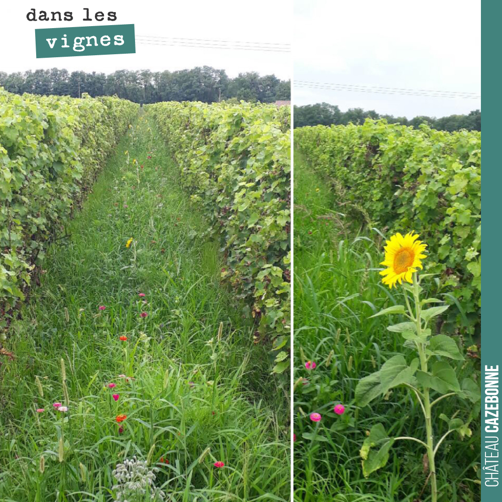 Nous avions fait des semis mellifères pour mettre des ruches sur le domaine avec un ami apiculteur.
Les semis ont levé tard. Pas de ruches cette année, mais les fleurs sont désormais bien là.