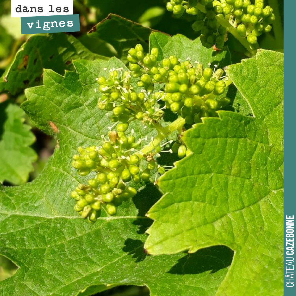 Cette photo ne date pas du mois de juin.
Cette grappe de merlot en fleur a été photographiée hier sur notre parcelle de Peyron.
C’est une réaction de la vigne à la violente grêle du 15 juillet. L...