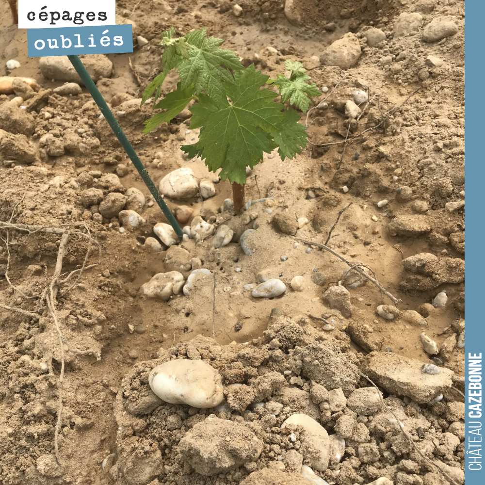 Nos sols de Graves sur notre parcelle se Darche.
Ici un jeune plant de Petit Verdot.
Ce cépage est tardif, mais il n’aime pas la sécheresse. Nous avons planté 40 ares, en contrebas de la parcell...