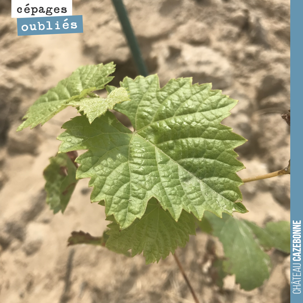 Nos plants de cépages oubliés ont parfaitement repris après la grêle.
Ici un plan de Castets sur notre parcelle de Couet.
Mais il faut arroser tous les 3 jours avec ces chaleurs.